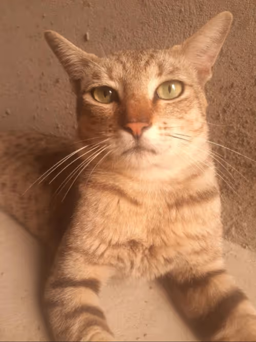 Item #4206968959528382267850550168117913088191590325513865346546053392340202029057 Media