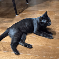 57432309319676179700798702069366385585354272226932054472084541872665660489729