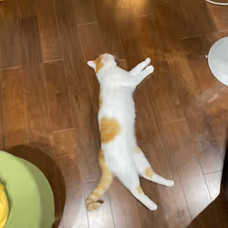 57432309319676179700798702069366385585354272226932054472084541816590567473153