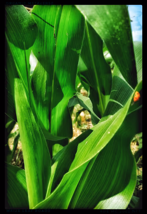 Item #3787080761074609709675817509753112159059746763483256848434353865659663777793 Media