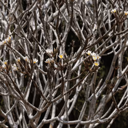 105679162715773690367894814568251153202929894369313826483118647800410044104705