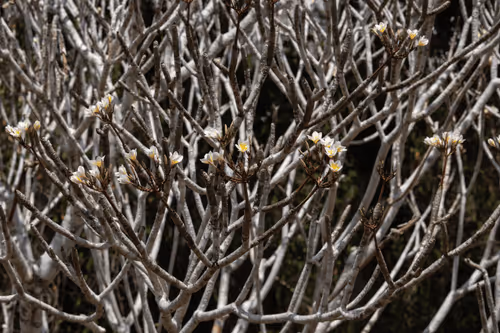 Item #105679162715773690367894814568251153202929894369313826483118647800410044104705 Media