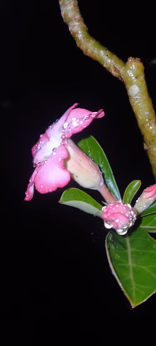 Item #33221436126685937214107554241783471936180518907109659540291722155209061826561 Media