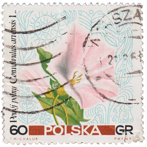 Item #36928828717643675900437569795538987988773281266085500979873832482721255915521 Media