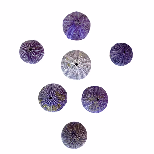 Item #57012258721401281048246825432917768637027078102532245265584664296097602076673 Media