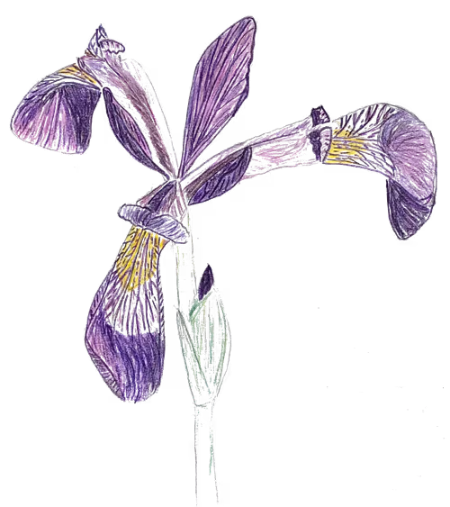 Item #70871756030389975058171529846995727787317915111569472167377253030860064555009 Media