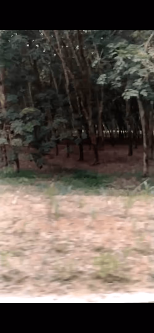 Item #25755729026420492831913184681258172914900047254576053712141864092976076029953 Media