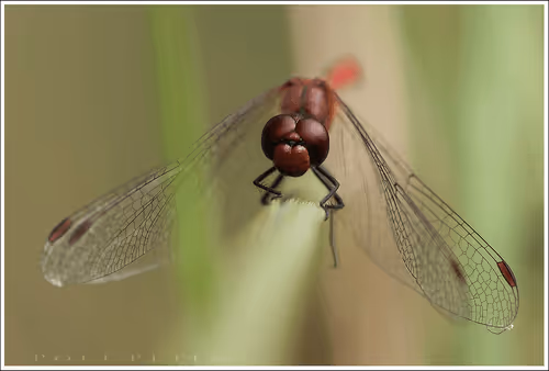Nature Photographer 177169894