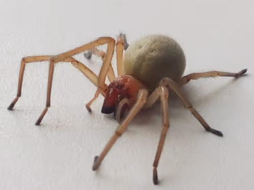 Item #18279368597565041265121237626867746954701071610314993633361532925799475183617 Media