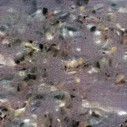 51505744279772251808310948570193708993242265706659681932624859501229506560001