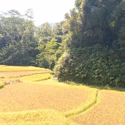 field