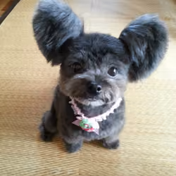 My dog is too cute
