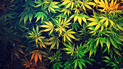 Untitled Collection #82073051