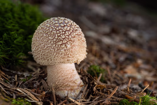 Item #64713155281190120806625528010509445569029273032710388433466981999081848569857 Media