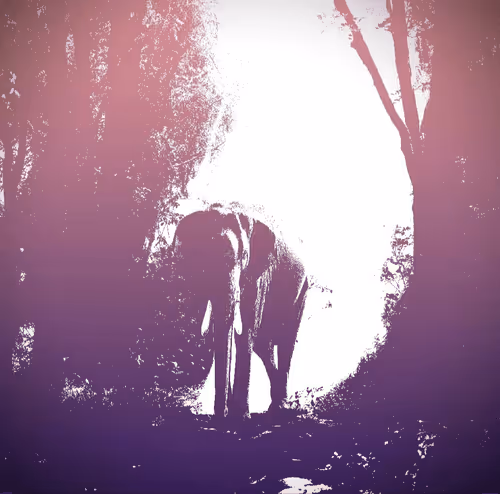 Save African Forest Elephant