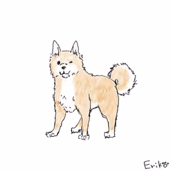 Shiba Inu #02