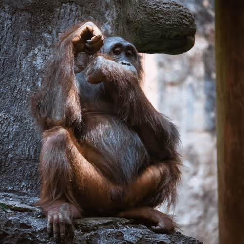 Item #108333172836631629328696584714053398631603269563571358519615745491136568885249 Media