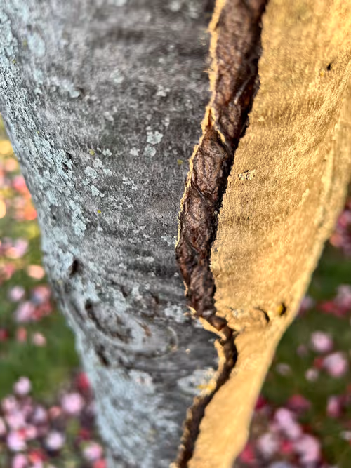 Item #8953310922473292909891934632005596758185159833906563187574234240501231386625 Media