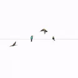 birds symphony 2