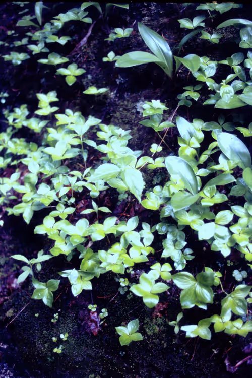 Item #113047771030127017240919341709485116586684509374101894410877815085466229145601 Media