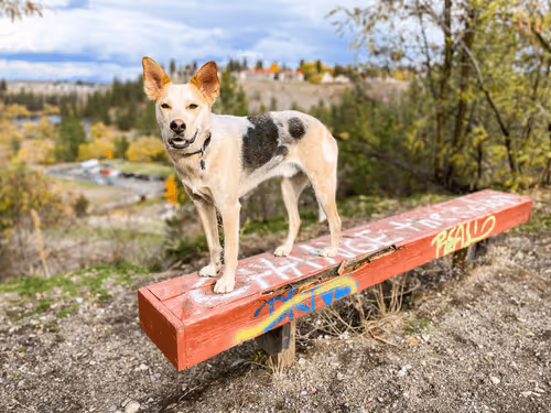 Item #93545033271846001454118804230311667247513649279000342993662872582588668575745 Media