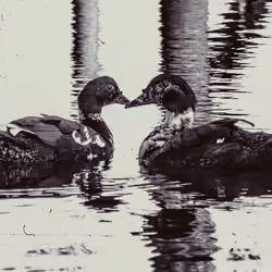 Two Ducks Form a Heart