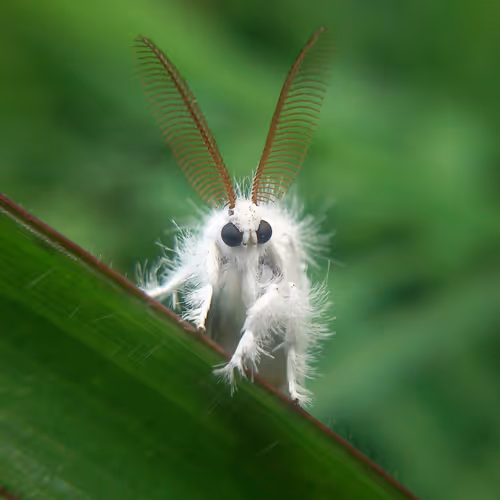 Untitled Collection #53204193