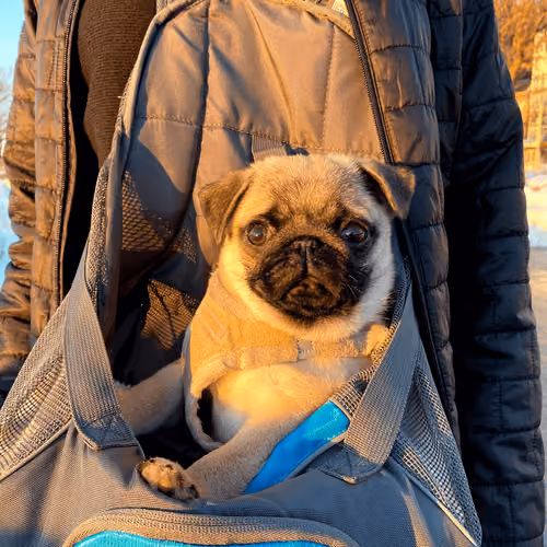 Frankie in Pouch #1