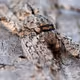 28768809638203180529310895401808778562039379170180360766207551284003976773633