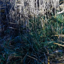 Morning Weeds_Birthplace