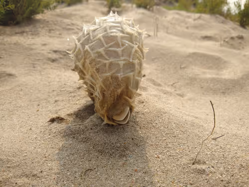 Item #61814448684519211382556175060408588314217304353912503724031834344955544862721 Media