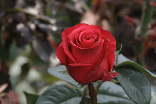 Item #68327891815088974381680309106564733444446266155657330601700582128189064609793 Media