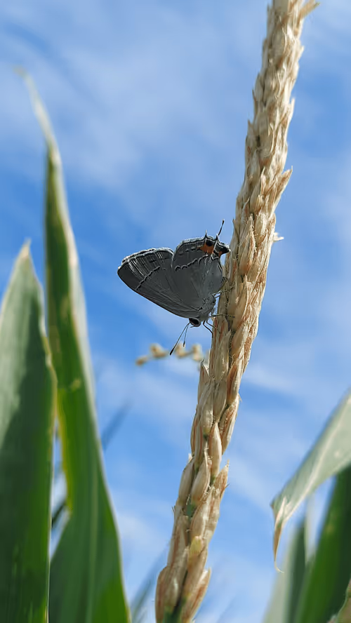 Item #104046609706134978870505634803429557772109987383703741231611975051050735370241 Media