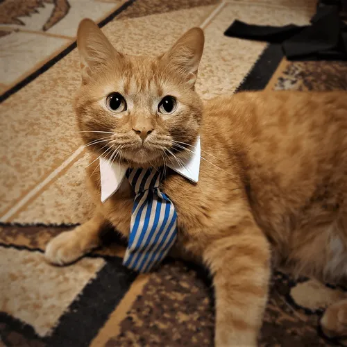 Item #74885386125841679683657863817676557915419392690100599251571086958285241188362 Media