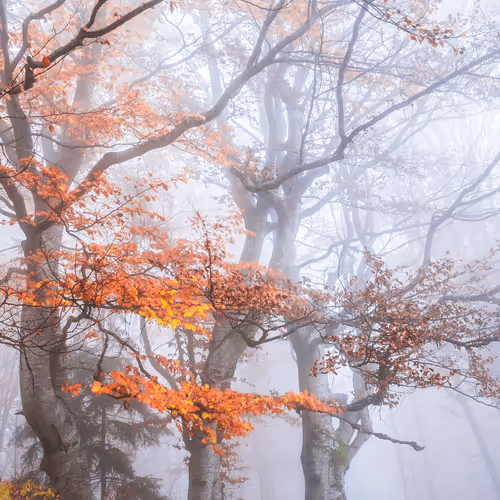 Item #5251330199677453137602023224784085473463322177594998439991548928483087351809 Media