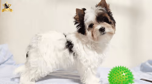 Item #38667131167011634385541907782208186835961873608250228940362662755131684028417 Media