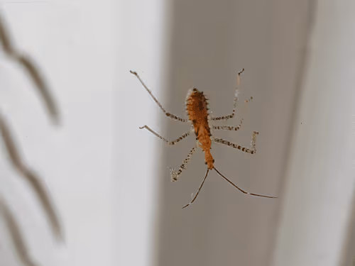 Item #43450460665703130450784044159327353090480205324374058200503741193019335901185 Media