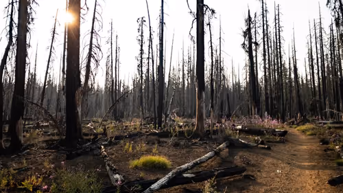 Item #2005862319158051831365229387864138466486092287762213337058068717530003800065 Media