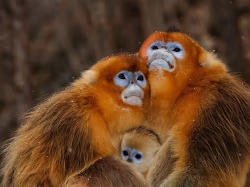 Item #45594647201663347778086533366212020564774309010196825968467676430608092889089 Media