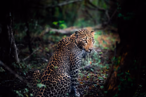Ceylan Panther - Sri Lanka 2021