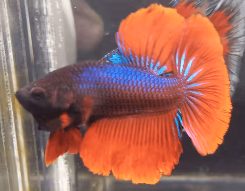 Item #76093963924936973222684762009084726555674488189040824510729450752707859054593 Media