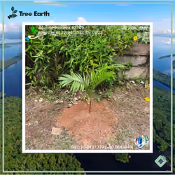 Açaí-de-touceira[Euterpe oleracea Mart.] - Plant Certificate #3149