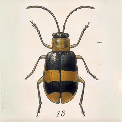 Item #58241160855422744817468407088196322100109565521561100950236904847698250694657 Media