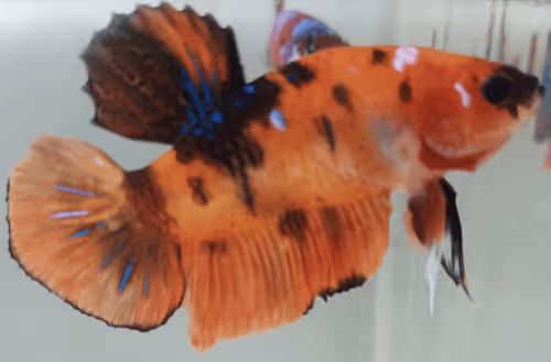 Item #76093963924936973222684762009084726555674488189040824510729450749409324171265 Media