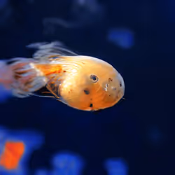 93923887731966639760197662534300547726212510779526051617655967257939540967425