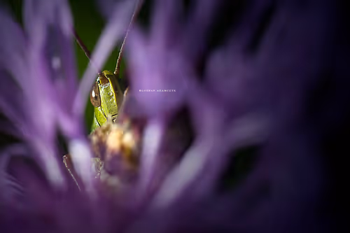 Item #113065873903366828743744079288708835697083018334279533284549130110787930554369 Media