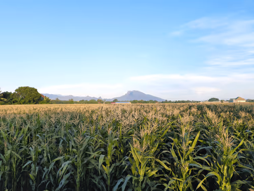 Item #78774018974347764357765192518377150739749637856503949941232678389686284058625 Media