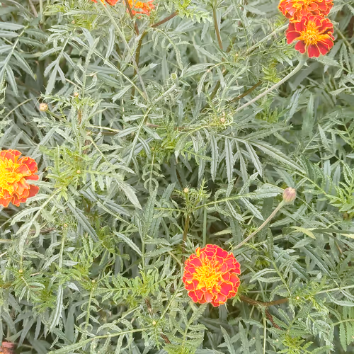 Team_Mountain_Nepal Collection