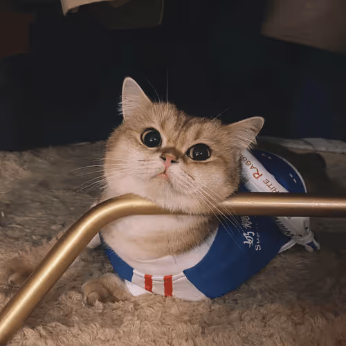 Untitled Collection #208248164