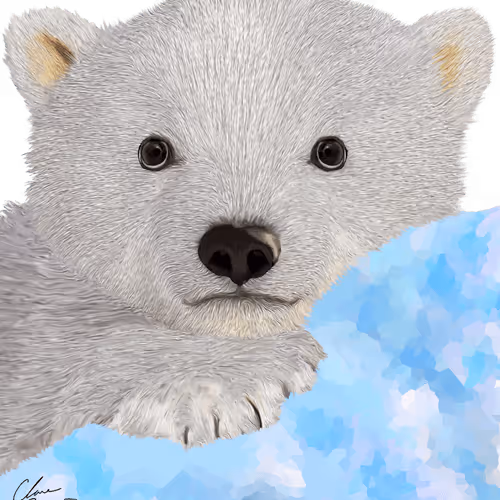 Baby Polar Bear (Ursus Maritimus)